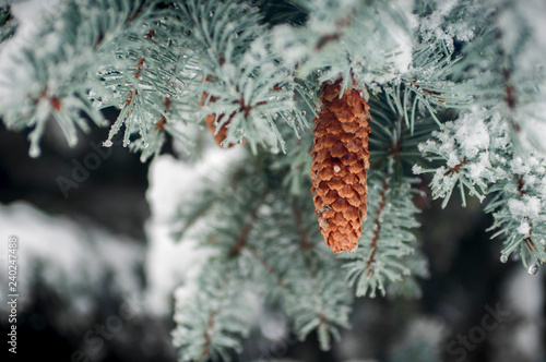 Wallpaper Mural pine Torontodigital.ca