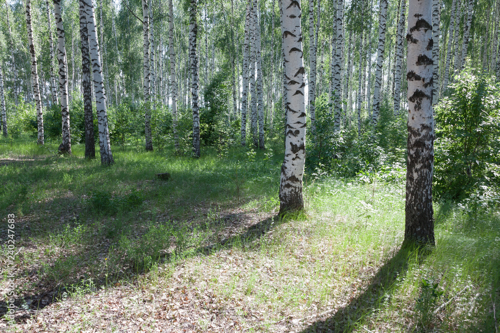 Obraz premium Birch grove with tree trunks and sunlight on green grass