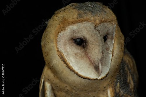Fototapeta Naklejka Na Ścianę i Meble -  Barn Owl