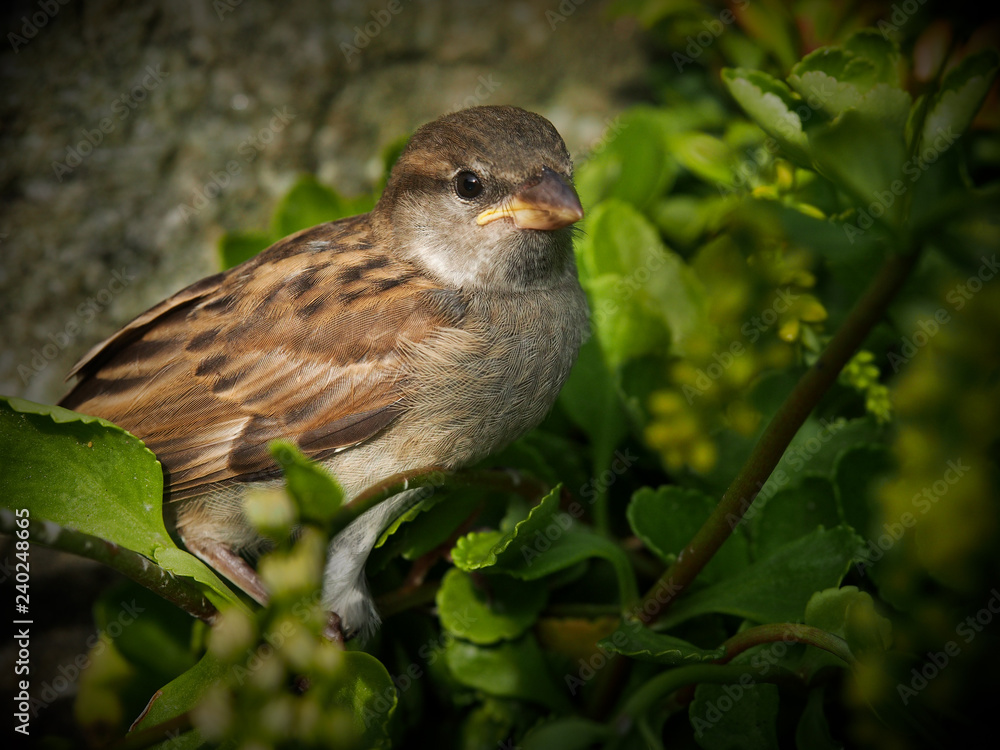 Junger Spatz Junger Spatz
