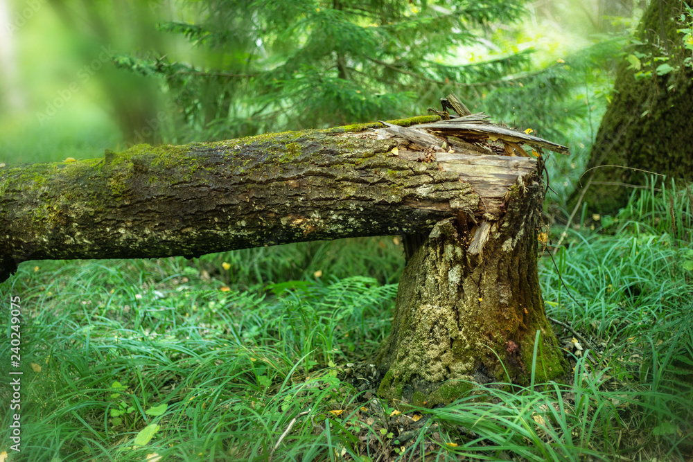 broken tree trunk in green forest broken tree trunk in green forest