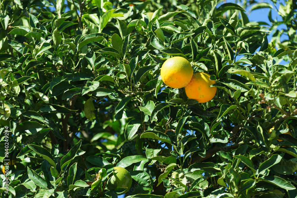 Green tree with raw growing oranges Green tree with raw growing oranges