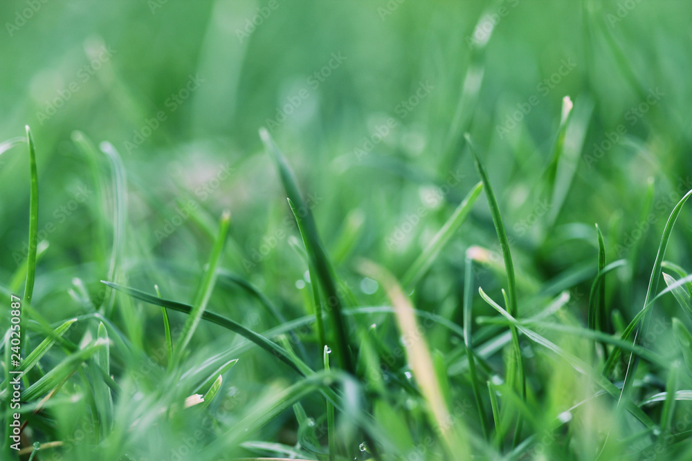 closeup of meadow showing single grass stalks closeup of meadow showing single grass stalks