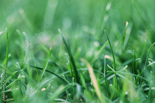 closeup of meadow showing single grass stalks