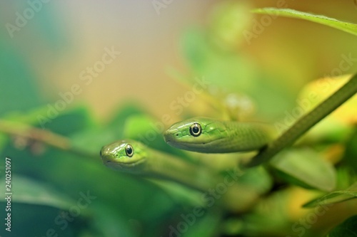 Zwei junge Raue Grasnattern (Opheodrys aestivus) im Alter von drei Monaten