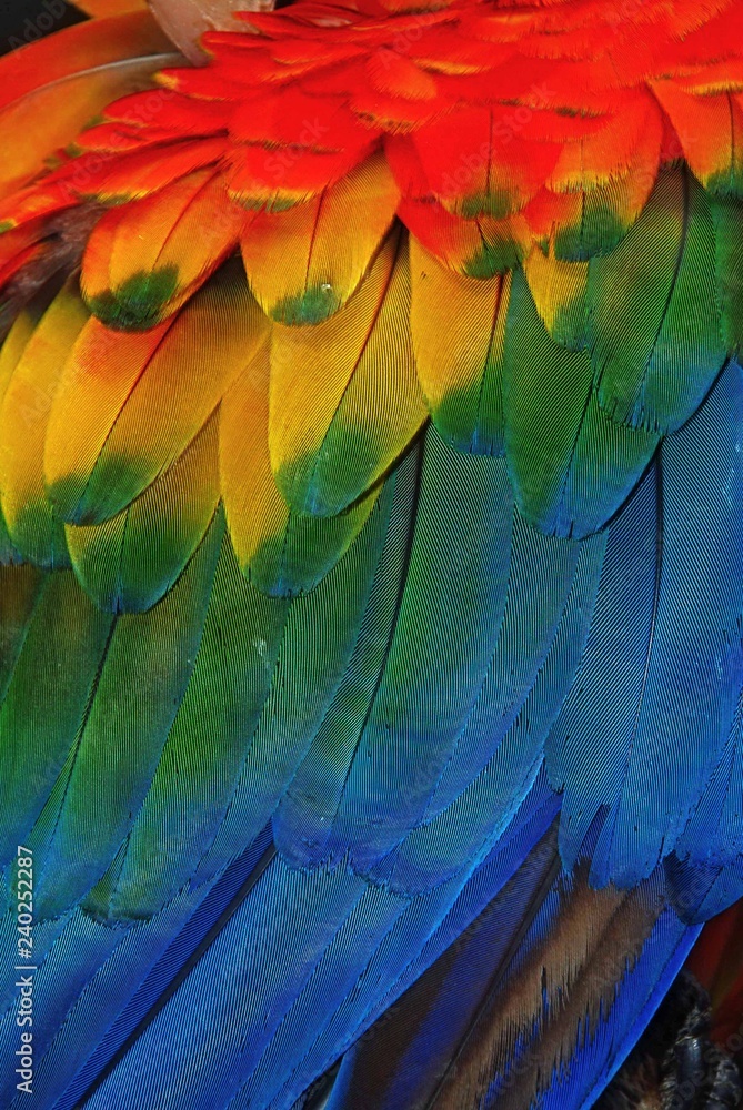 Fototapeta premium Ala de colores