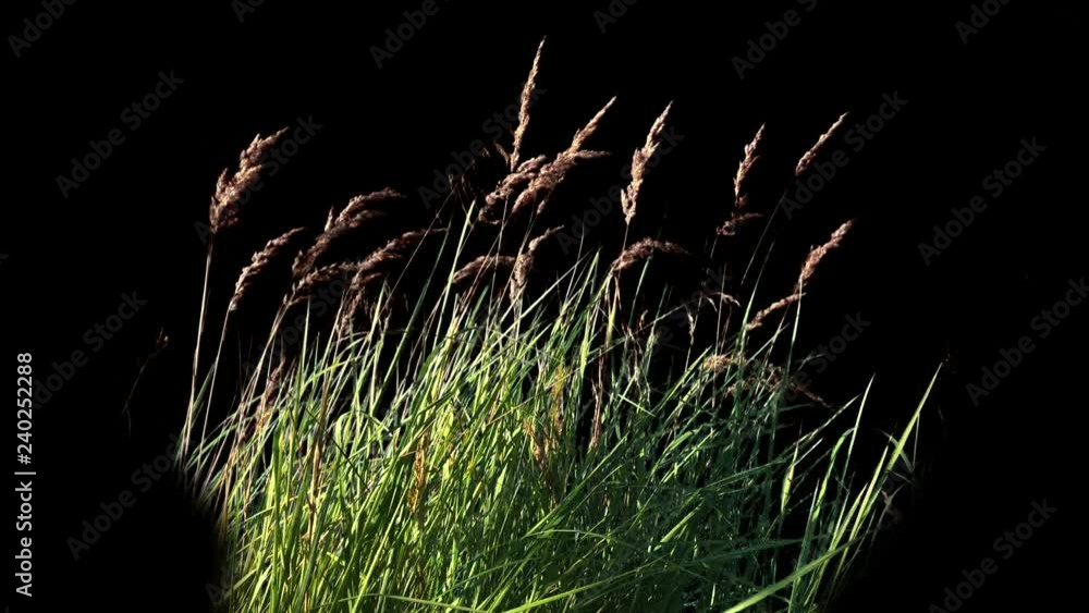 Grass Blowing On The Wind Isolated with alpha mask, Close up of High Grass, Wheat spikelets grass, green plants leaves, green plants are moving from wind