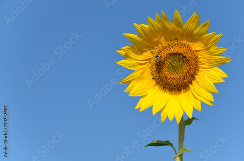 Sunflower outdoors