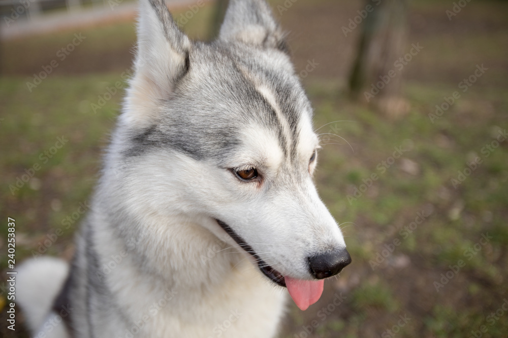 Cute little young husky dog closeup