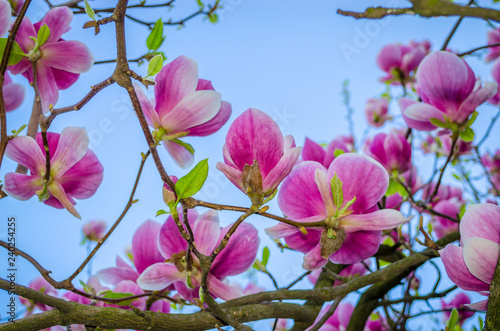 Beautiful magnolia flowers in  spring