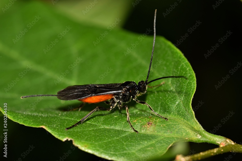 Braconid wasp seen at night resting on a tree leaf in Houston, TX. Braconid wasp seen at night resting on a tree leaf in Houston, TX.