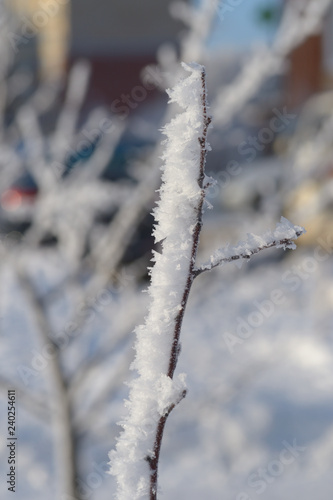 Wallpaper Mural Berry rowan red and black, leaves and branches of trees under the snow.December 2018.Russia. Torontodigital.ca