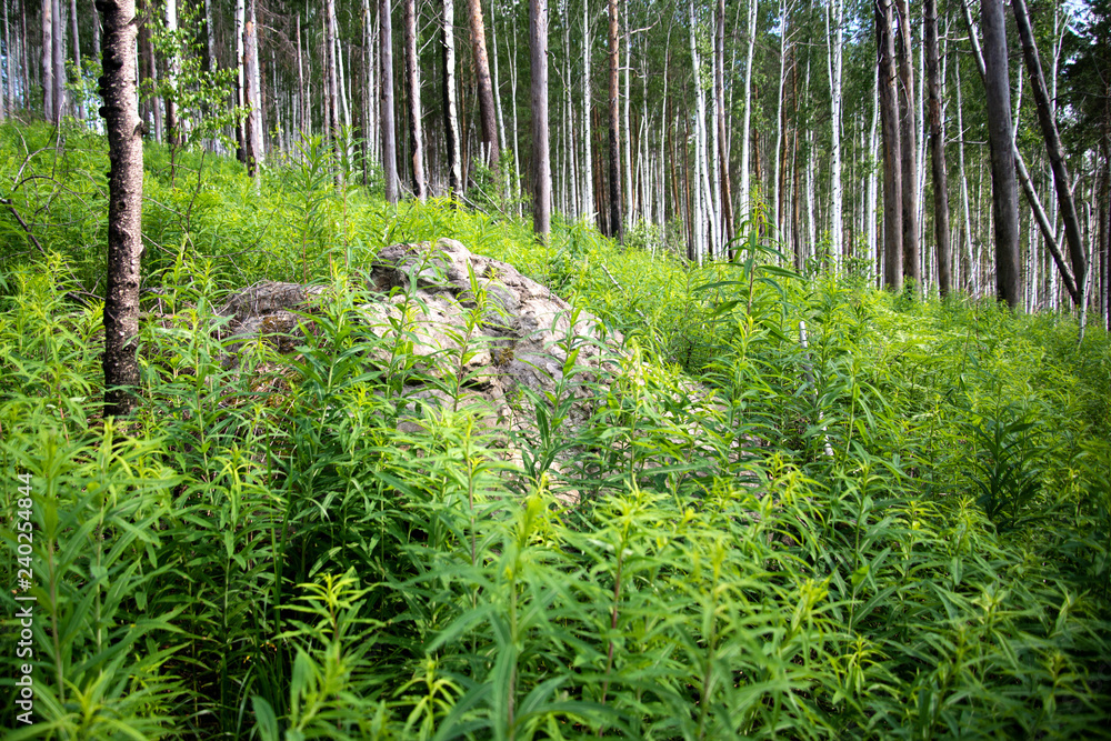 Fototapeta premium Rocks in the forest of Siberia