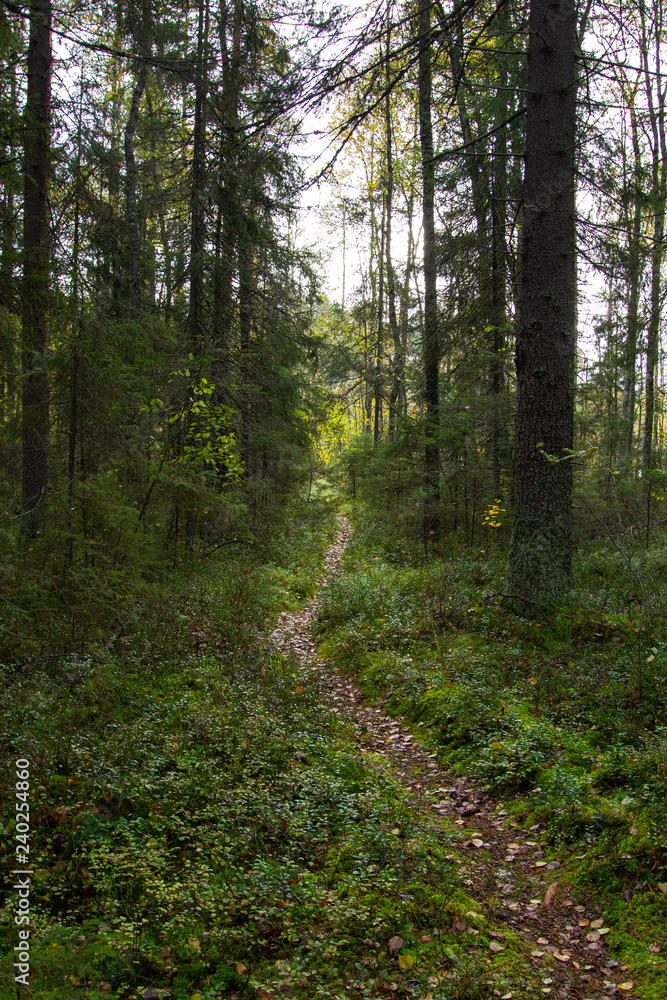 Obraz premium Hiking trail in spruce forest
