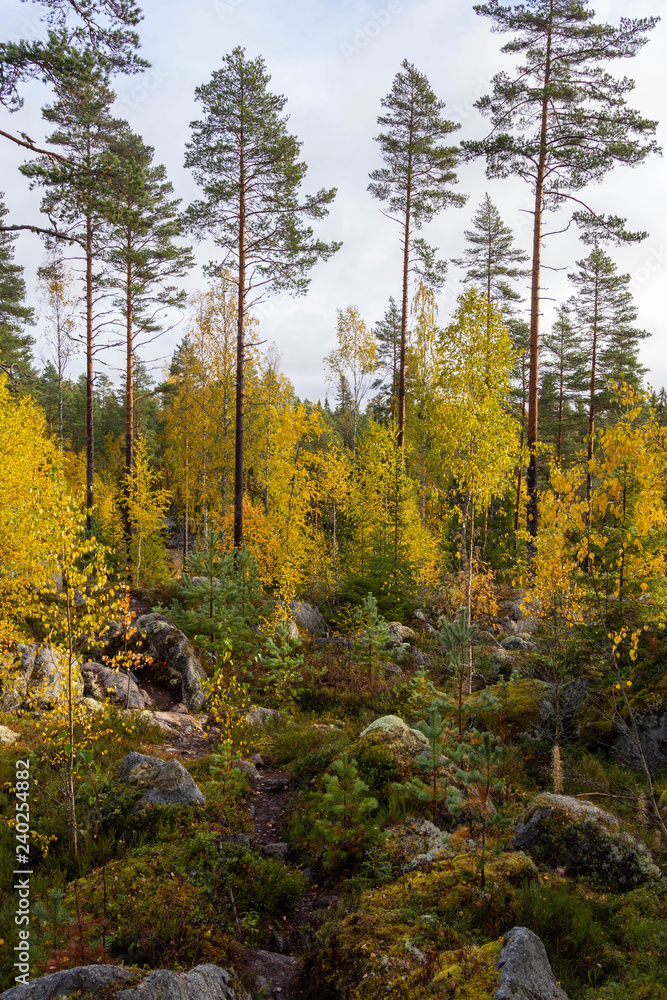 Autumn in Finnish forest Autumn in Finnish forest