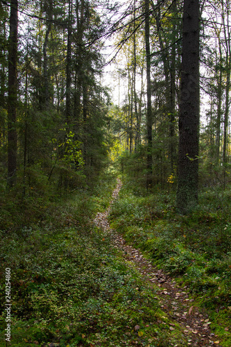 Hiking trail in spruce forest