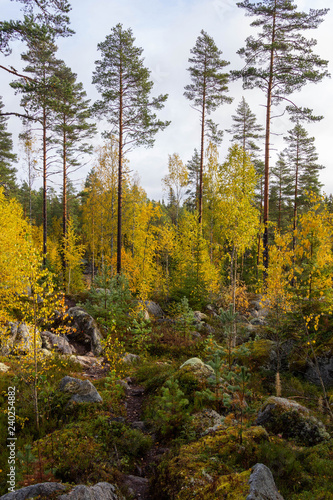 Autumn in Finnish forest