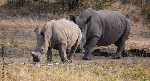 White Rhino mother and baby © Steven Fish