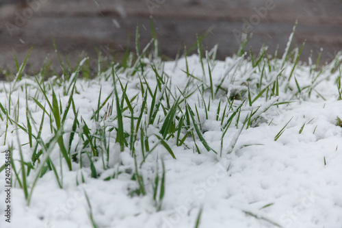 grass in snow © Alyona