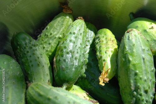 Closeup of Cucumbers in a Bowl