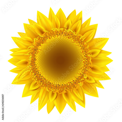 Vector and illustrations of sunflower on a white background isolated
