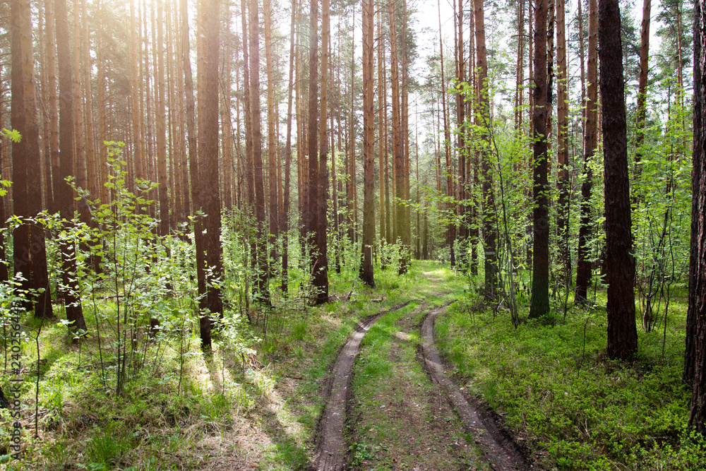 beautiful sunset in spring forest beautiful sunset in spring forest