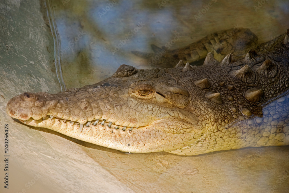 Caiman Caiman