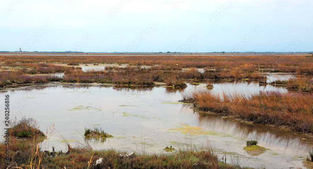Fotografie, Obraz wild environment with marshes in the Venetian lagoon near Venice