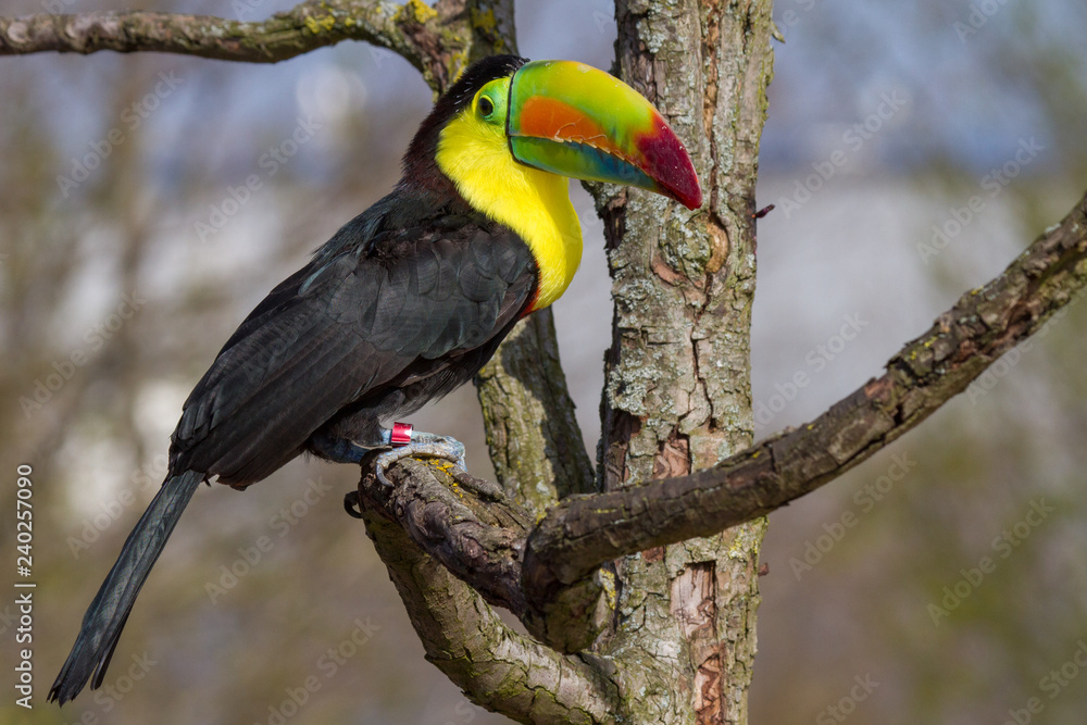 Fototapeta premium Keel-billed Toucan (Ramphastos sulfuratus)