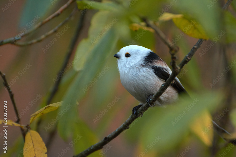 Fototapeta premium Sikora zwyczajna (Aegithalos caudatus). Ptak siedzi na gałęzi wierzby w lesie liściastym. Obserwacja ptaków jesienią. Malownicze tło za obiektem.