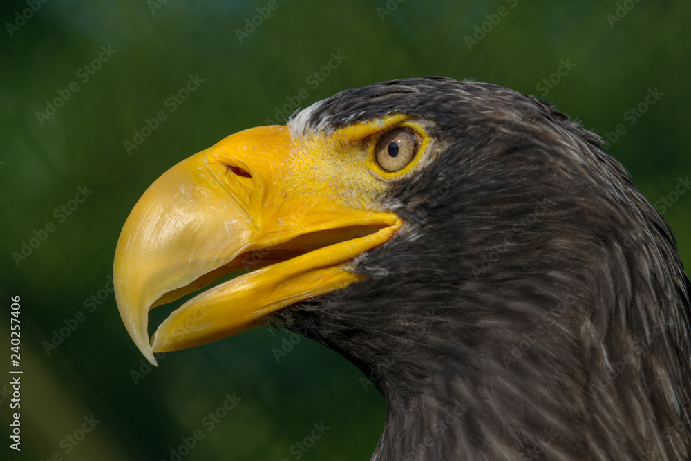 Close-up portrait of the Steller's sea eagle Close-up portrait of the Steller's sea eagle