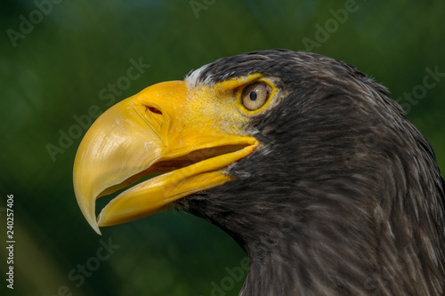 Close-up portrait of the Steller's sea eagle