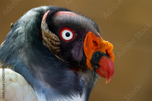Close-up of the majestic King vulture (Sarcoramphus papa)