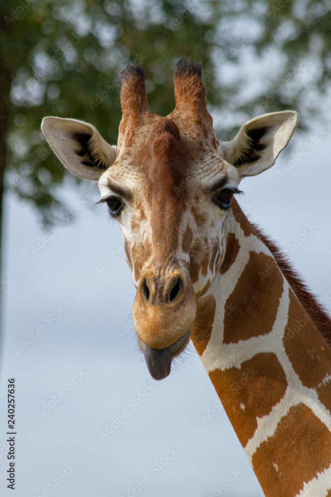 Obraz premium Giraffe