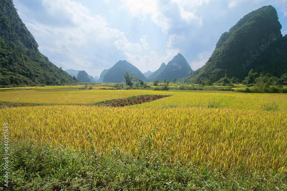 Green and yellow rice fields and karst , near Ban Gioc, Cao Bang province, Vietnam