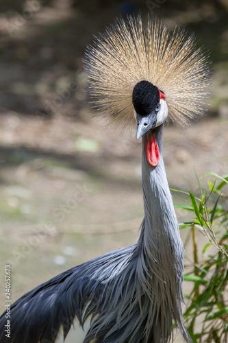 Head of the Grey Crowned Crane (Balearica regulorum)