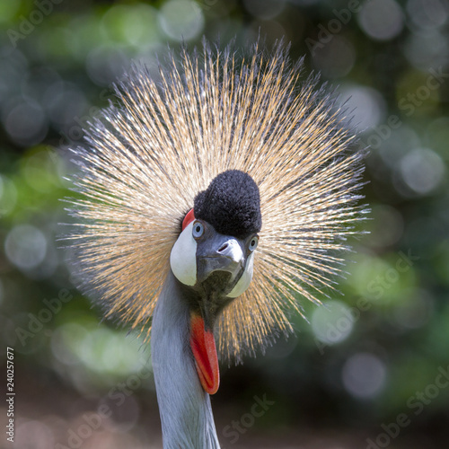Head of the Grey Crowned Crane (Balearica regulorum)