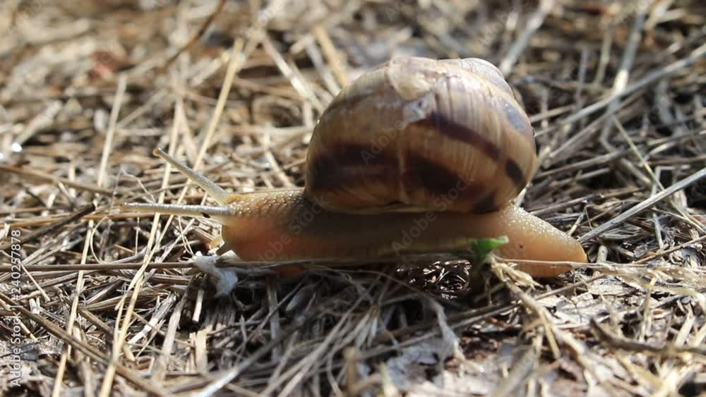 The snail crawls on dry grass, its shell is punched and cracked The snail crawls on dry grass, its shell is punched and cracked
