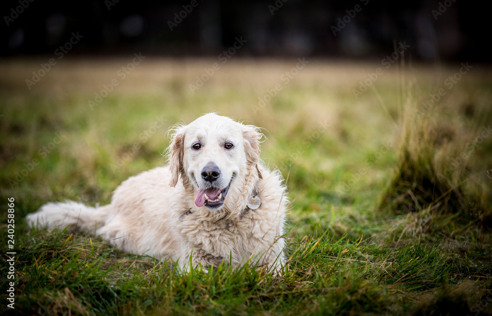 The Golden Retriever The Golden Retriever