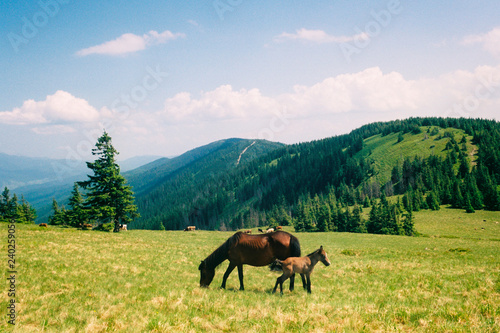 Wild horse grazing in the summer mountains