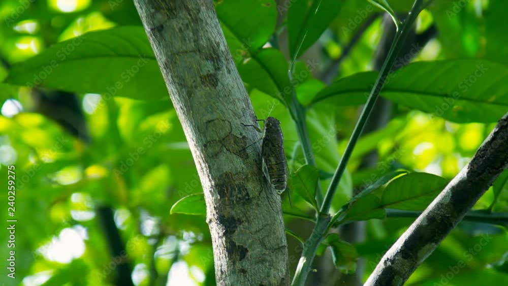 macro cicada sits on thick tropical tree branch against leaves on sunny day in natural habitat macro cicada sits on thick tropical tree branch against leaves on sunny day in natural habitat