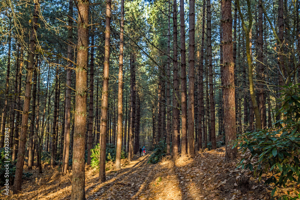 A walk through the scotch pine trees