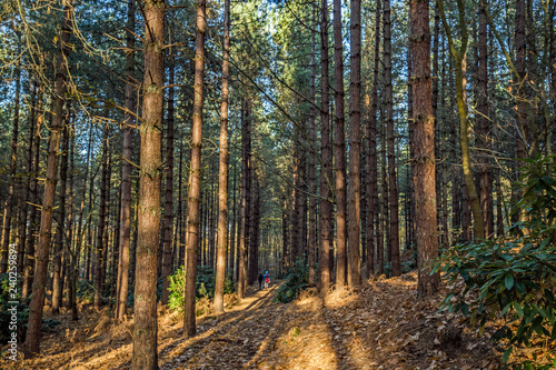 Fototapeta Naklejka Na Ścianę i Meble -  A walk through the scotch pine trees