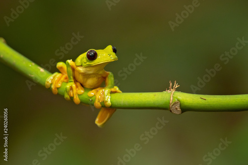 Gliding tree frog photo