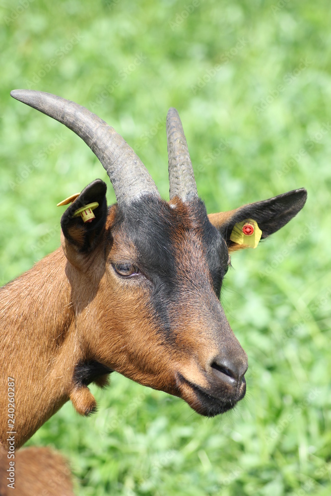 Ziege Ziege
