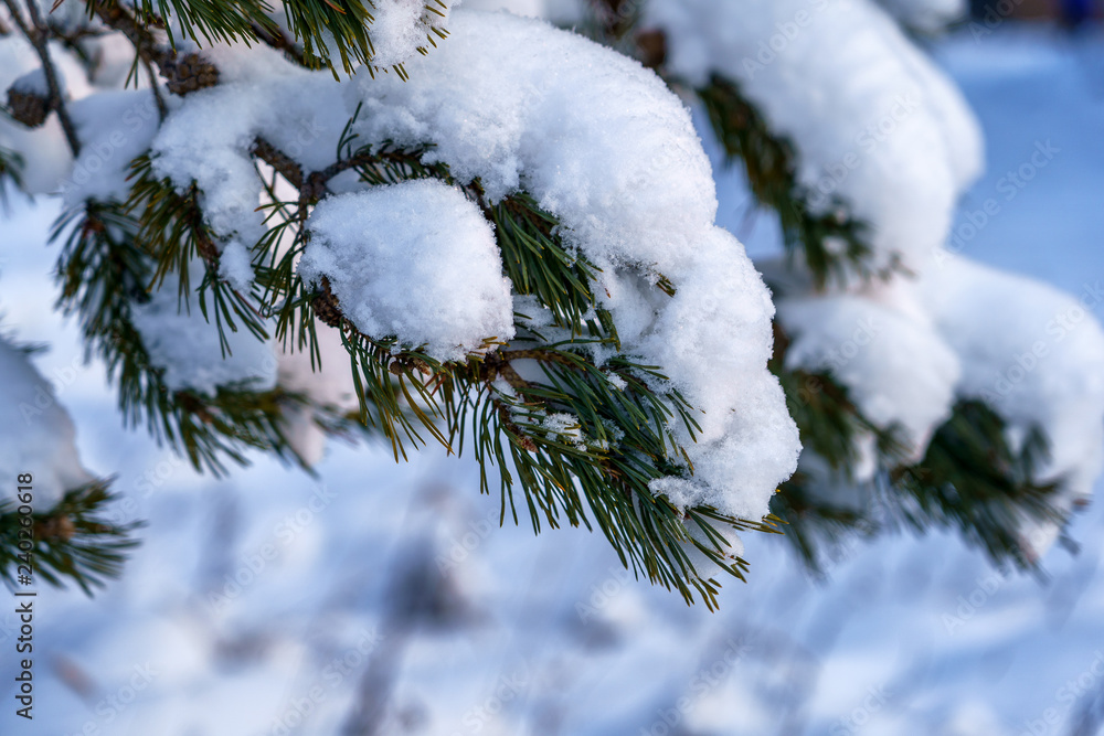 snow lies on a pine branch with long needles