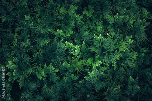 Fotografie Nature leaves green of fern background in garden at spring