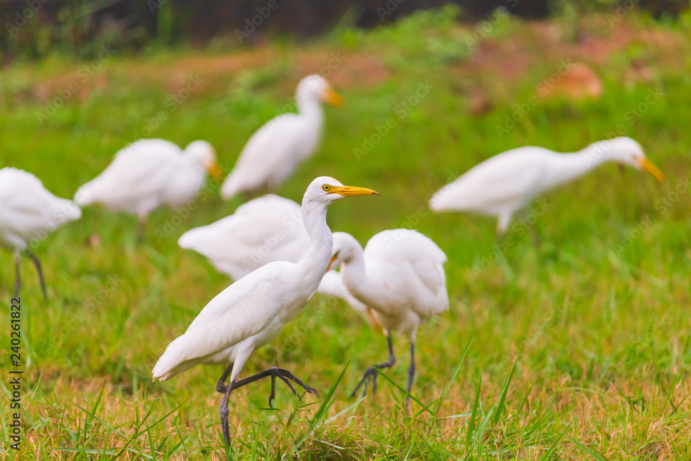 Obraz premium Ardea alba Are living food naturally.
