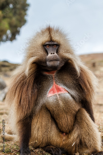Male gelada baboon sitting for eating grass - Simien Mountains - Ethiopia