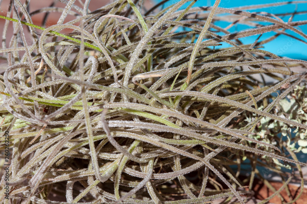 Spikey slivery green Ball moss, an airplant, found growing on a southern live oak tree Spikey slivery green Ball moss, an airplant, found growing on a southern live oak tree